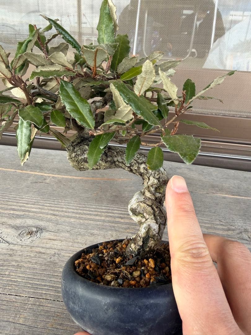 【ガチ盆栽】寒ぐみ　小品サイズ　転念幹　古幹