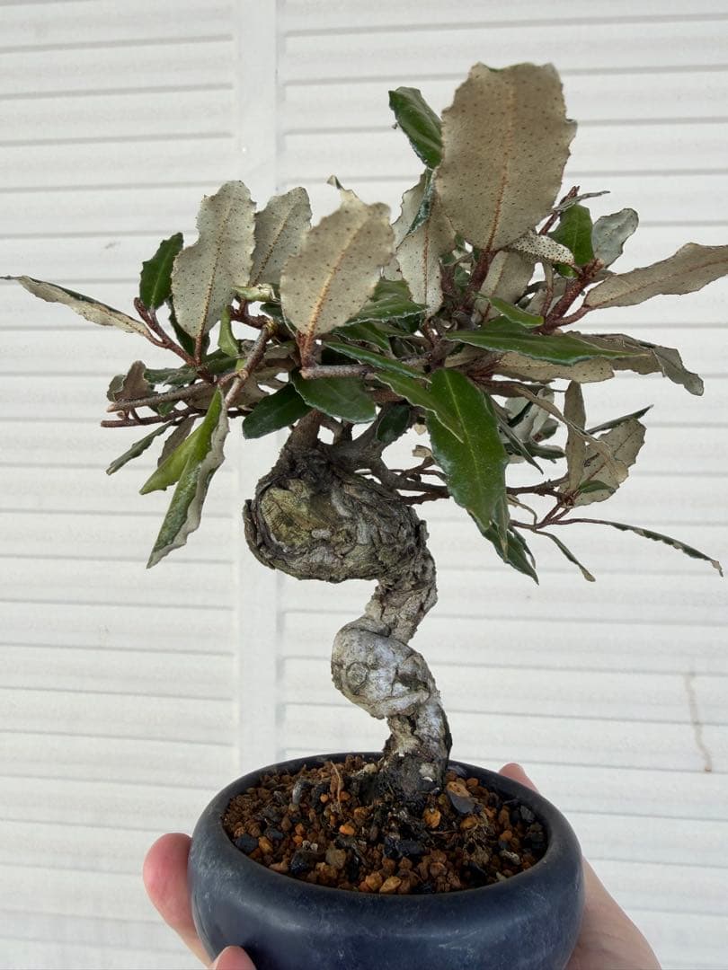 【ガチ盆栽】寒ぐみ　小品サイズ　転念幹　古幹