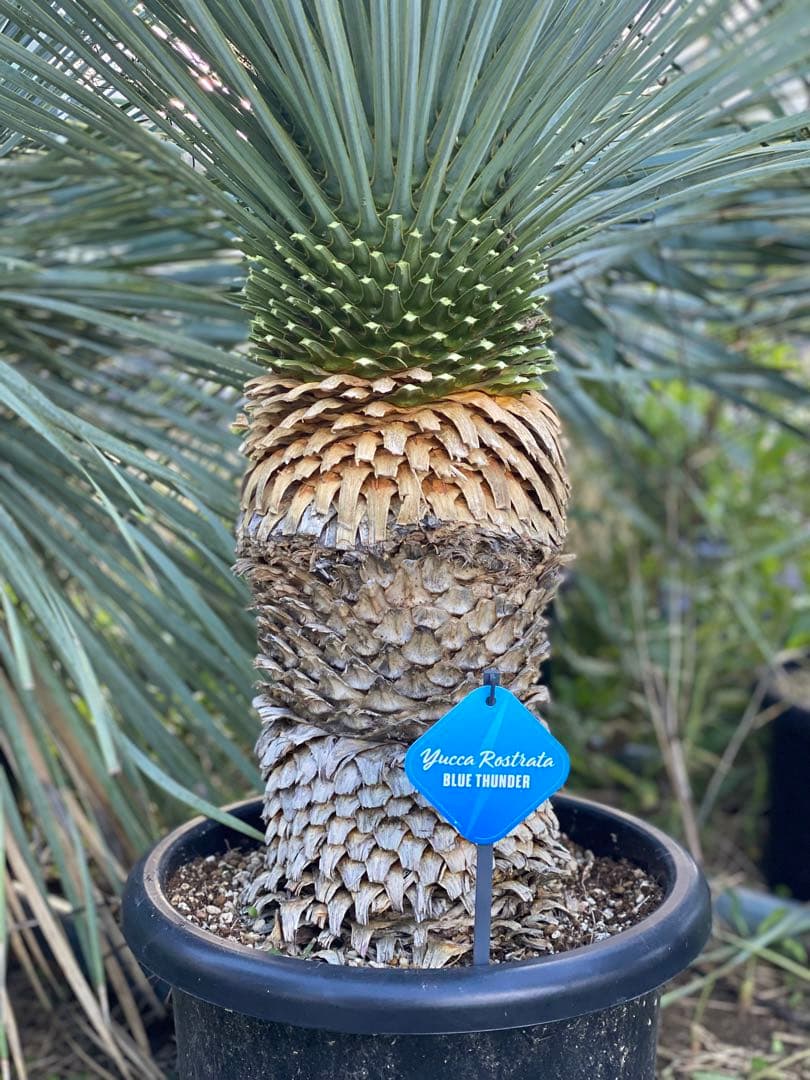 ⭐︎初売り⭐︎ロストラータ　ブルーサンダー