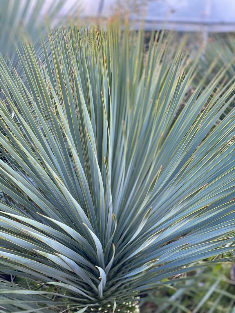 ⭐︎初売り⭐︎ロストラータ　ブルーサンダー