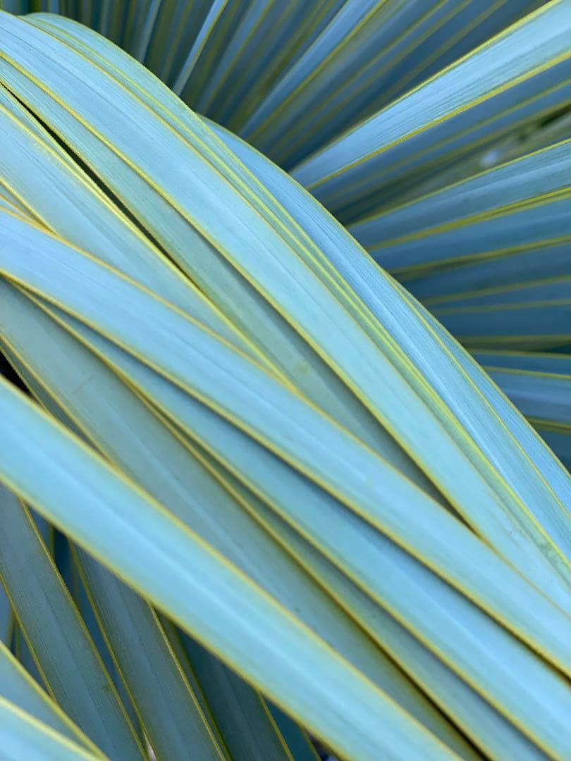 ⭐︎初売り⭐︎ロストラータ　ブルーサンダー