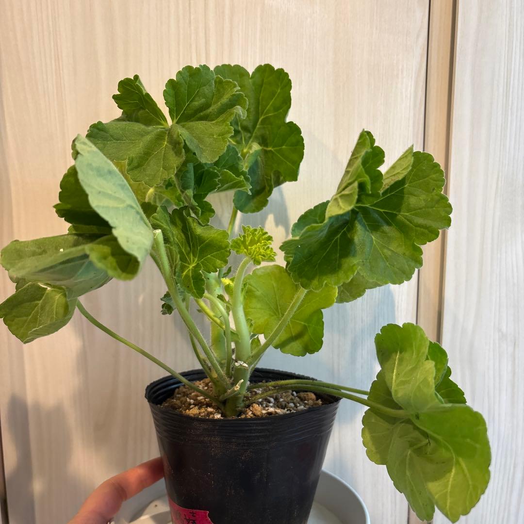 専用リンク　ラナンキュラス咲ゼラニウム　新品種激レア品種ゼラニウム　RL01