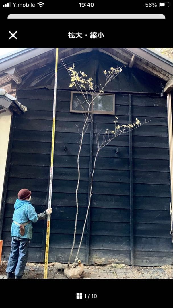 mizutani　40、50、23 300山採り　アオダモ