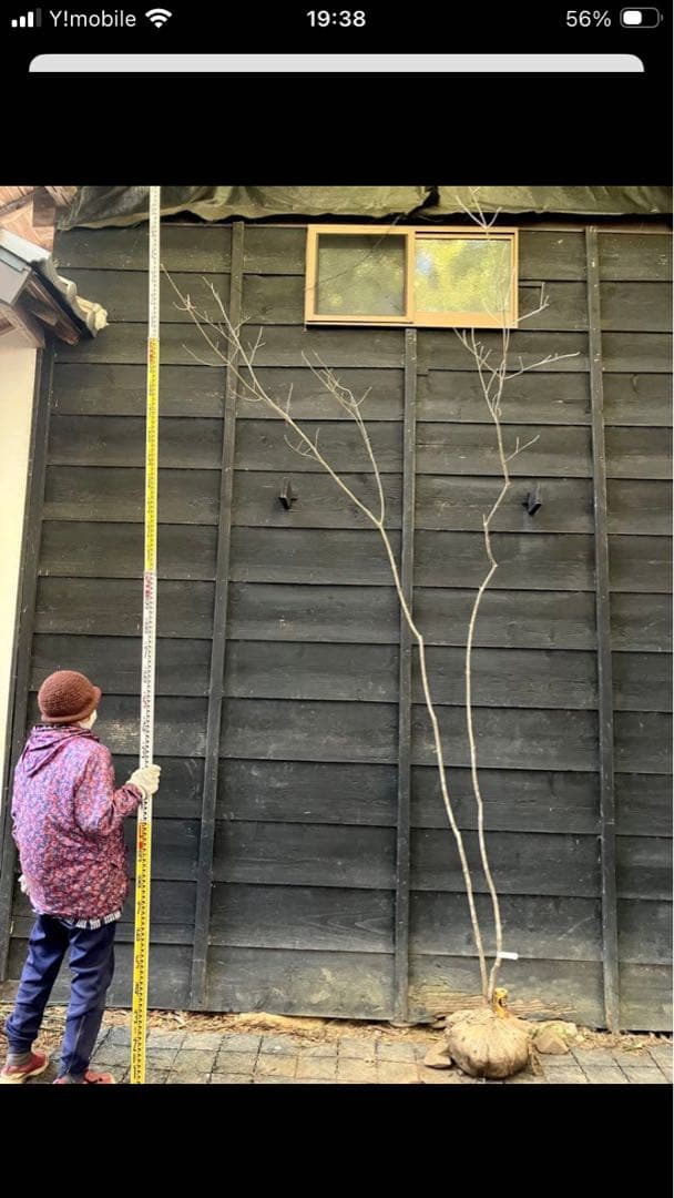 mizutani　40、50、23 300山採り　アオダモ