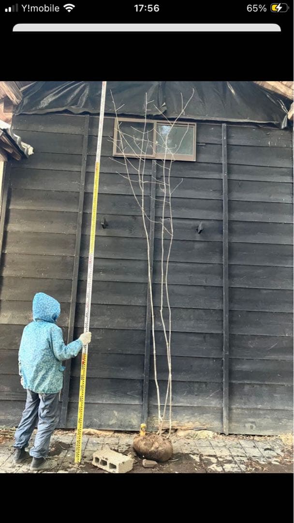 mizutani　40、50、23 300山採り　アオダモ