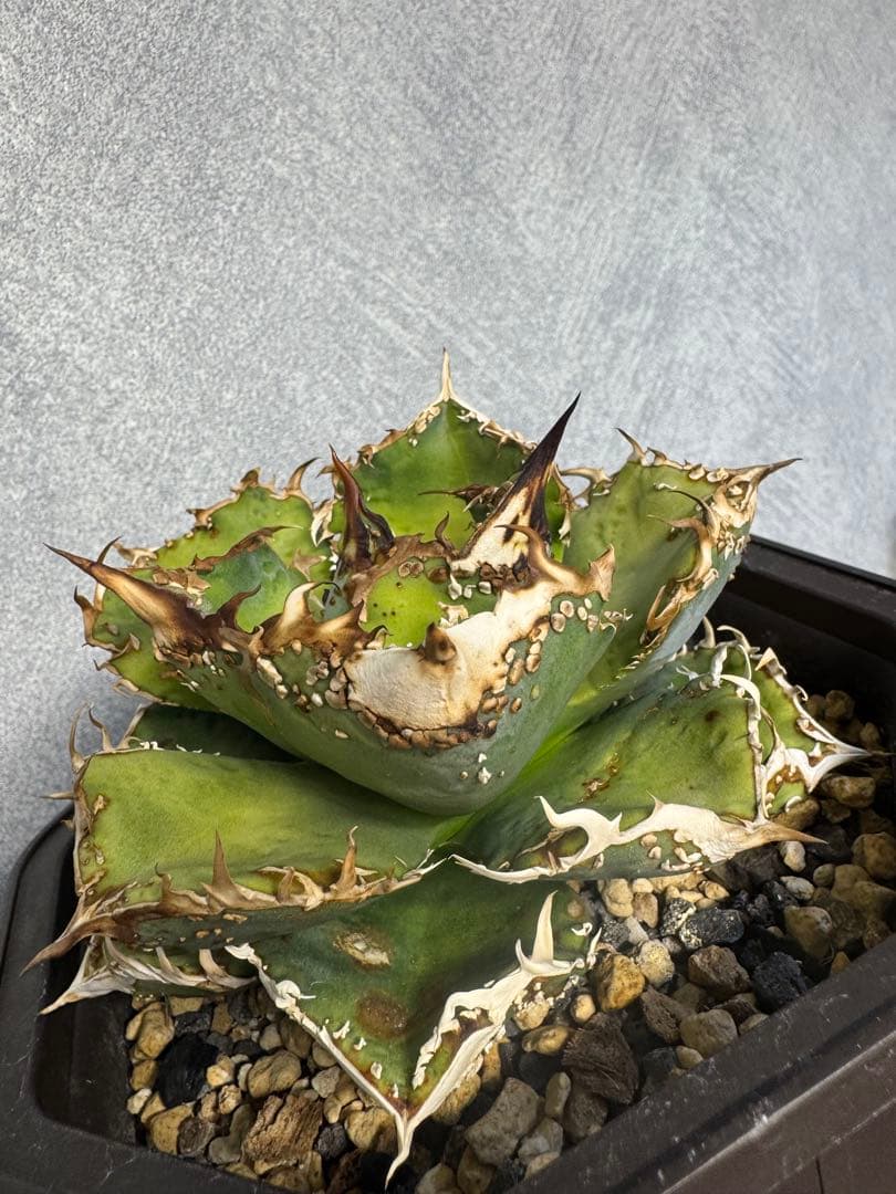 アガベ オテロイ 麻花 親株 検)ブツブツ 麻花龍