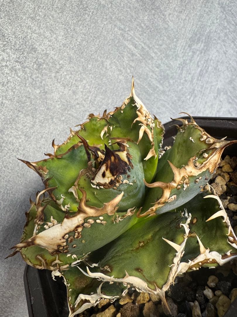 アガベ オテロイ 麻花 親株 検)ブツブツ 麻花龍