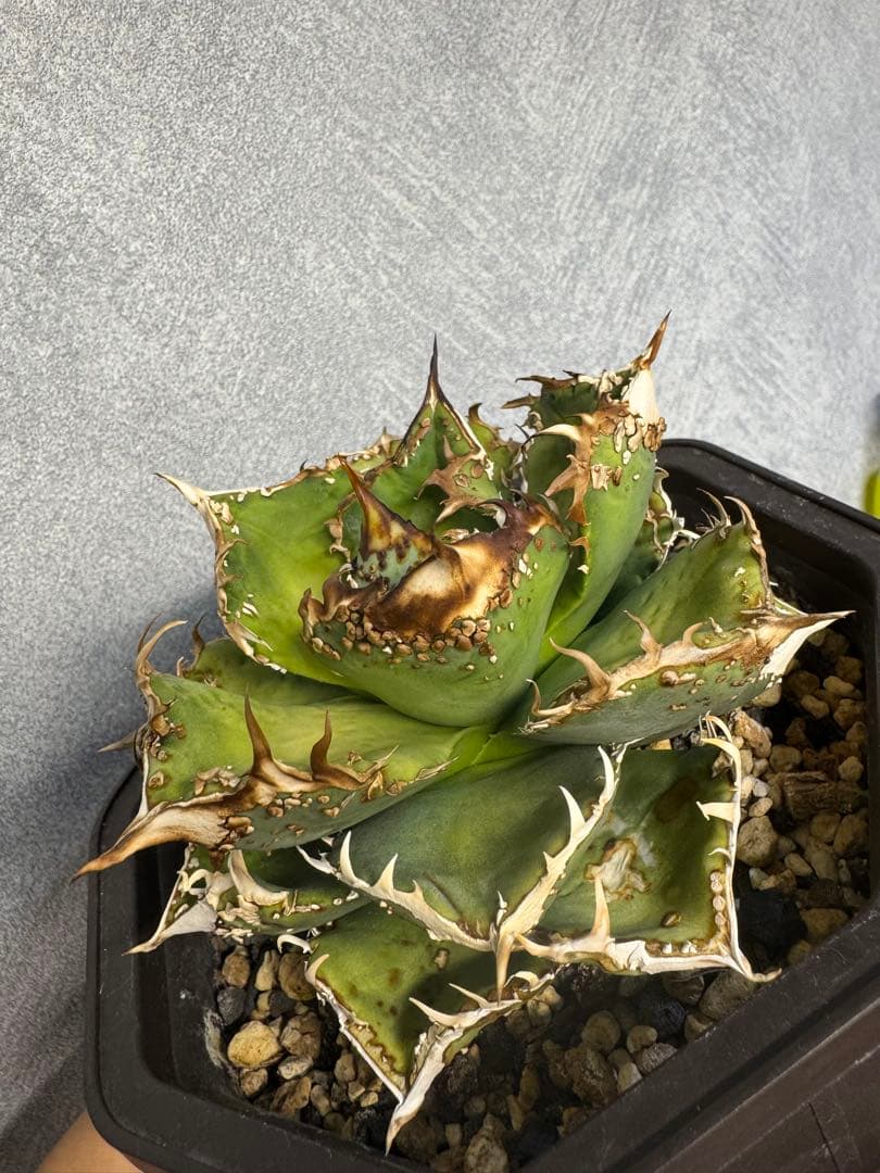 アガベ オテロイ 麻花 親株 検)ブツブツ 麻花龍