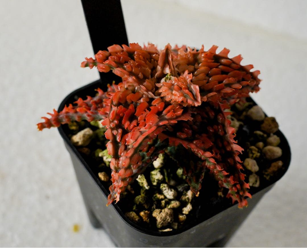 アロエハイブリッド　TCT