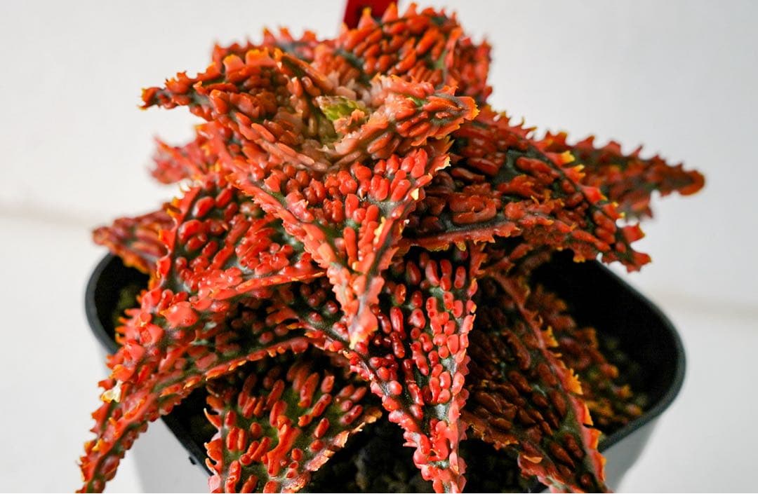 アロエハイブリッド　TCT