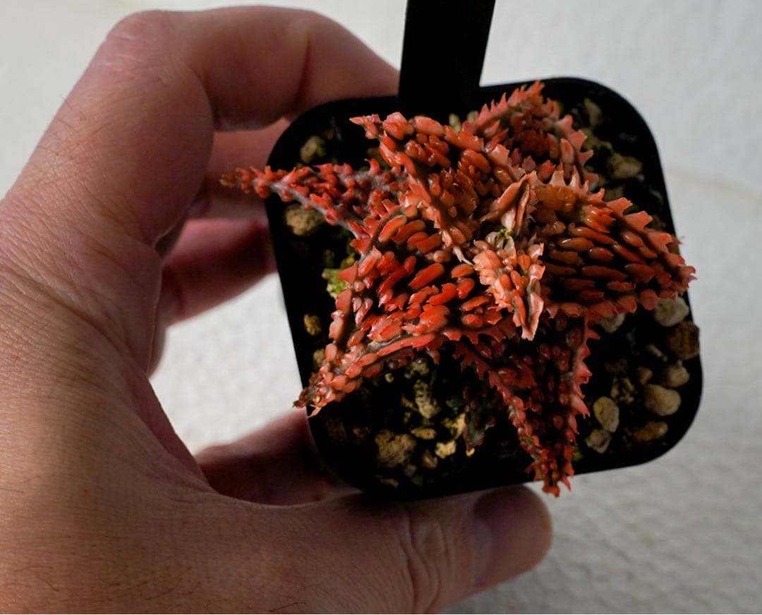 アロエハイブリッド　TCT