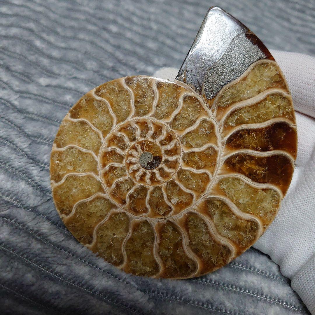 アンモナイト化石　ハーフカット　ペア　マダガスカル