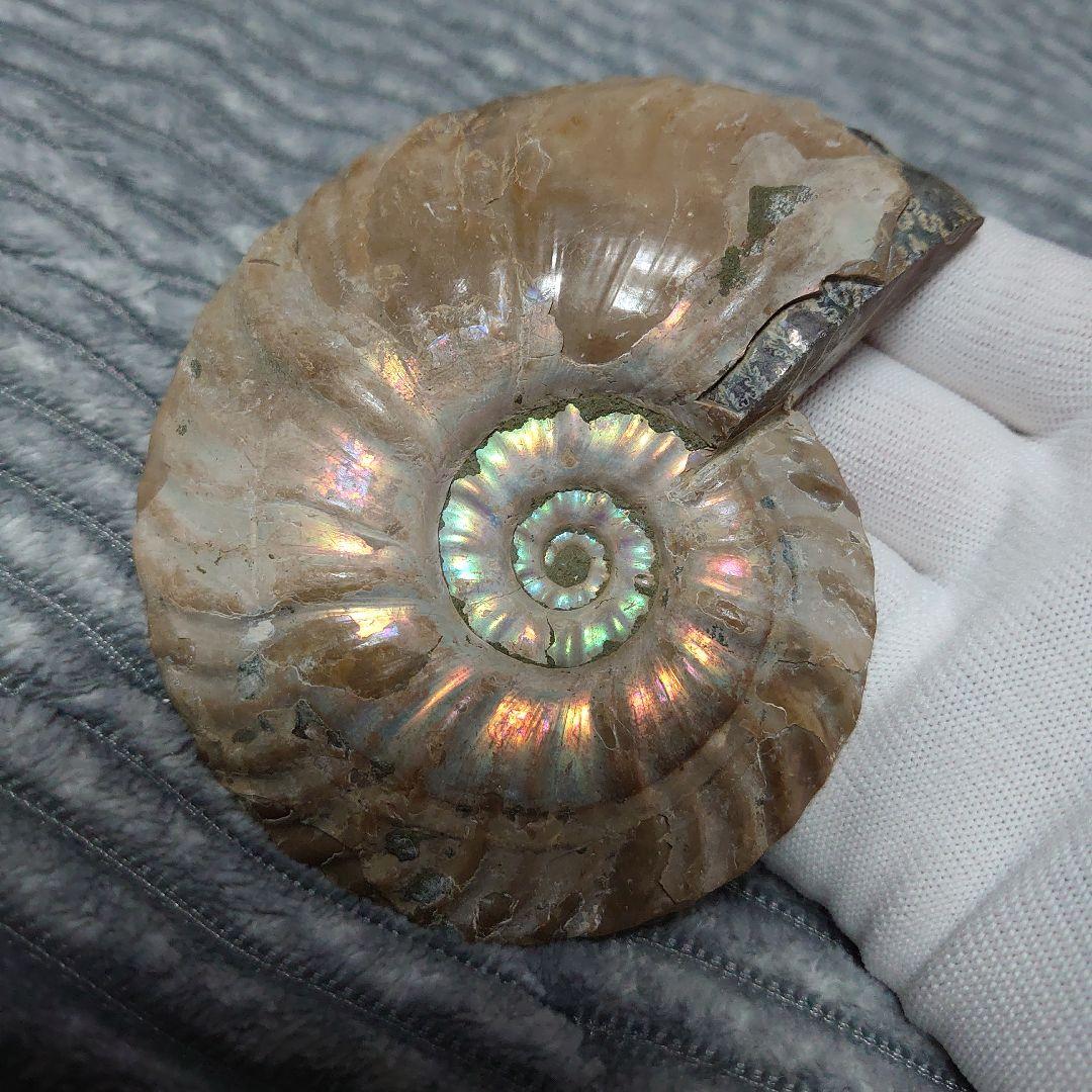 アンモナイト化石　ハーフカット　ペア　マダガスカル