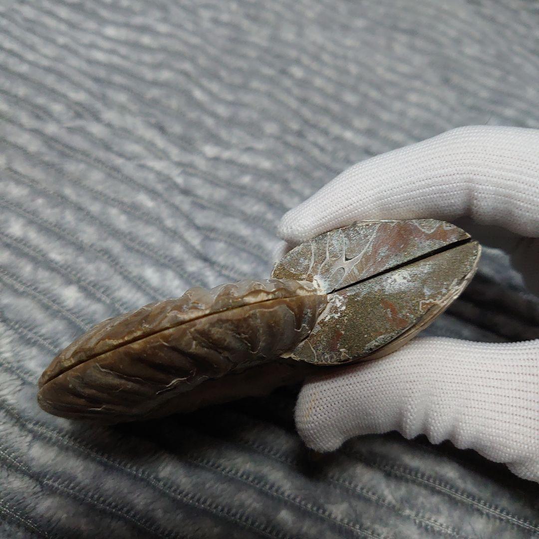 アンモナイト化石　ハーフカット　ペア　マダガスカル