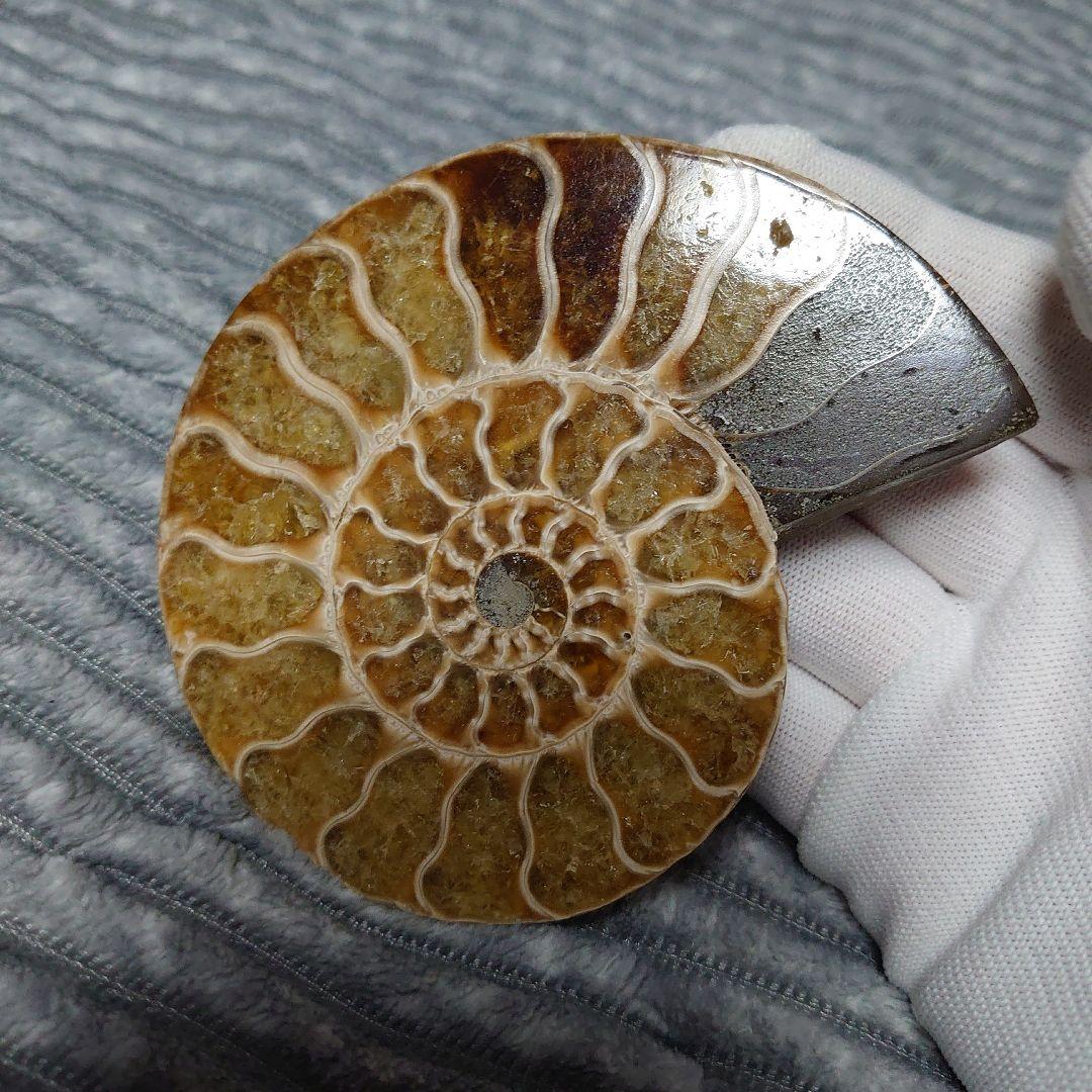 アンモナイト化石　ハーフカット　ペア　マダガスカル