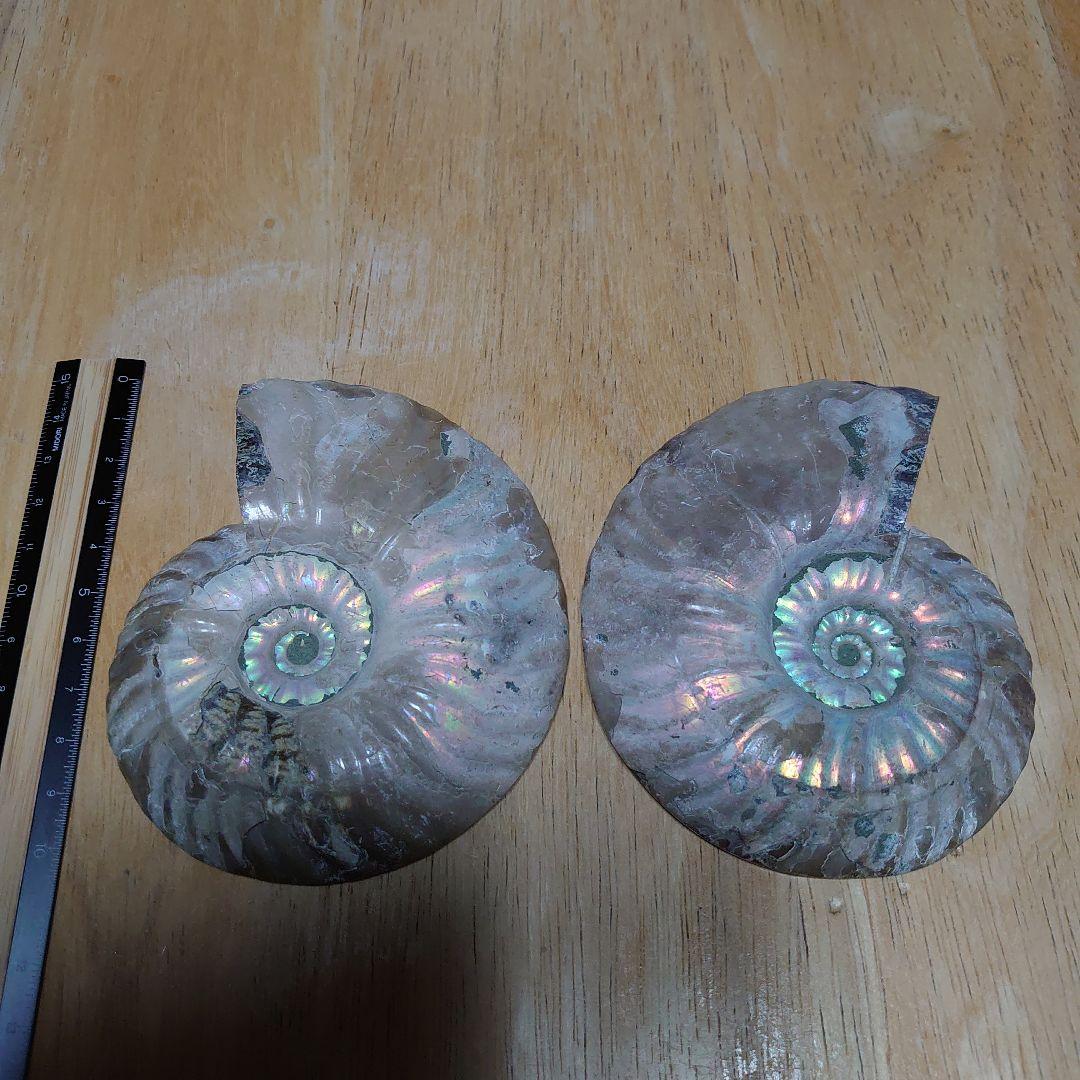 アンモナイト化石　ハーフカット　ペア　マダガスカル