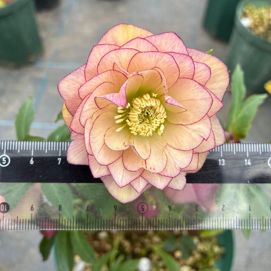 クリスマスローズ アプリコットピンク ピコティ 7寸 大株 - メルカリ