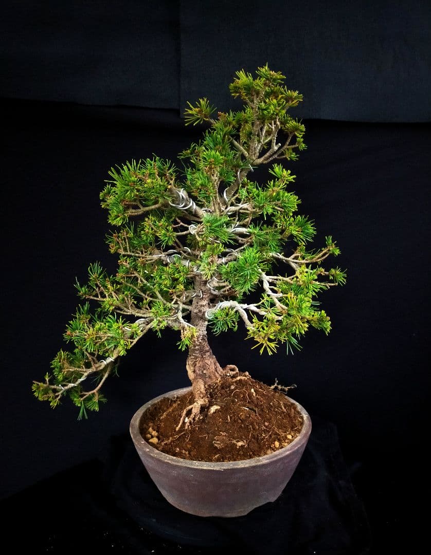 八房五葉松 盆栽 - メルカリ