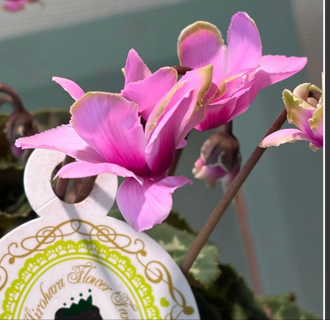 ayakaママ様　リクエスト　おまとめ5点