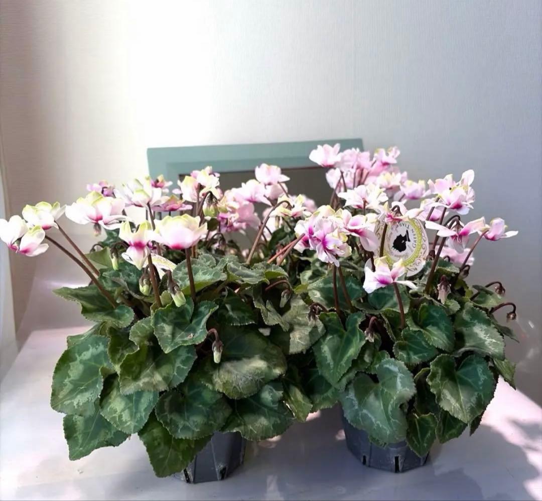 ayakaママ様　リクエスト　おまとめ5点