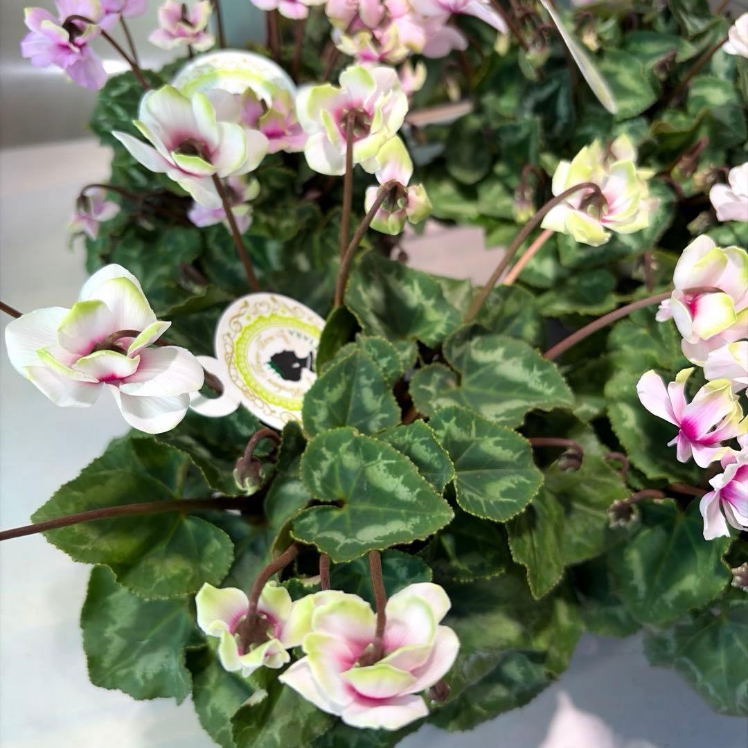 ayakaママ様　リクエスト　おまとめ5点