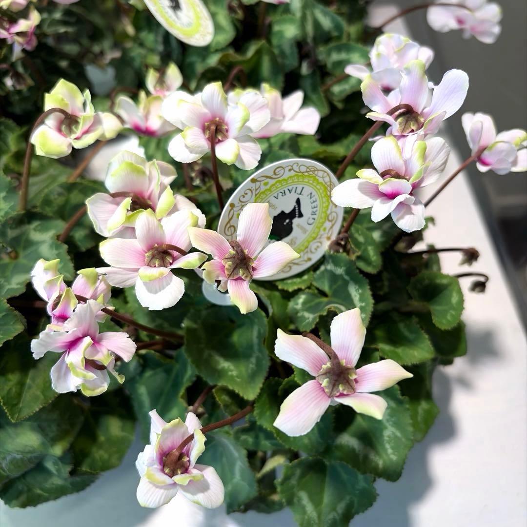 ayakaママ様　リクエスト　おまとめ5点