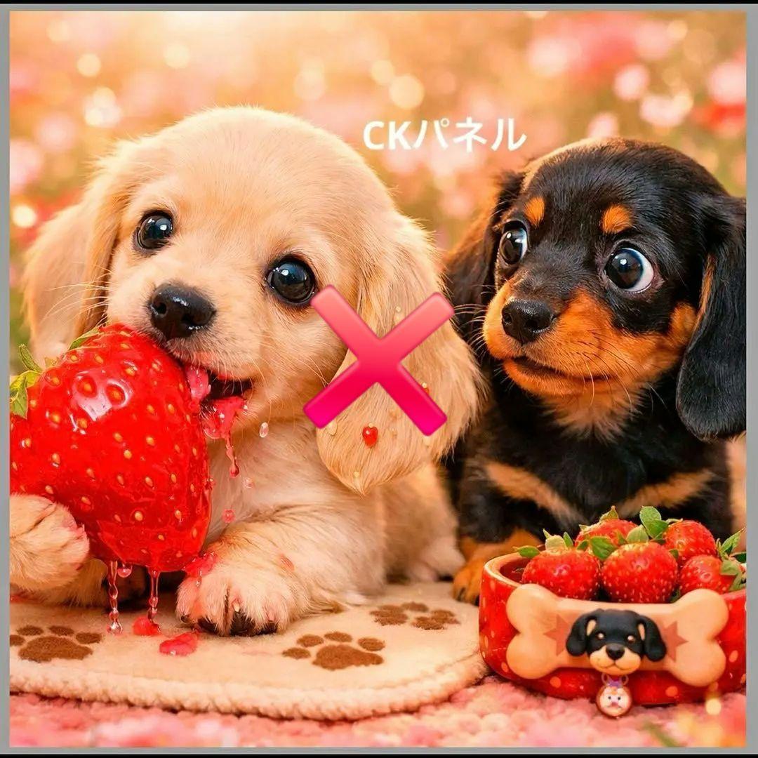 激レアいちごがぶり柴犬、ダックス、パグ、ポメラニアン、チワワ