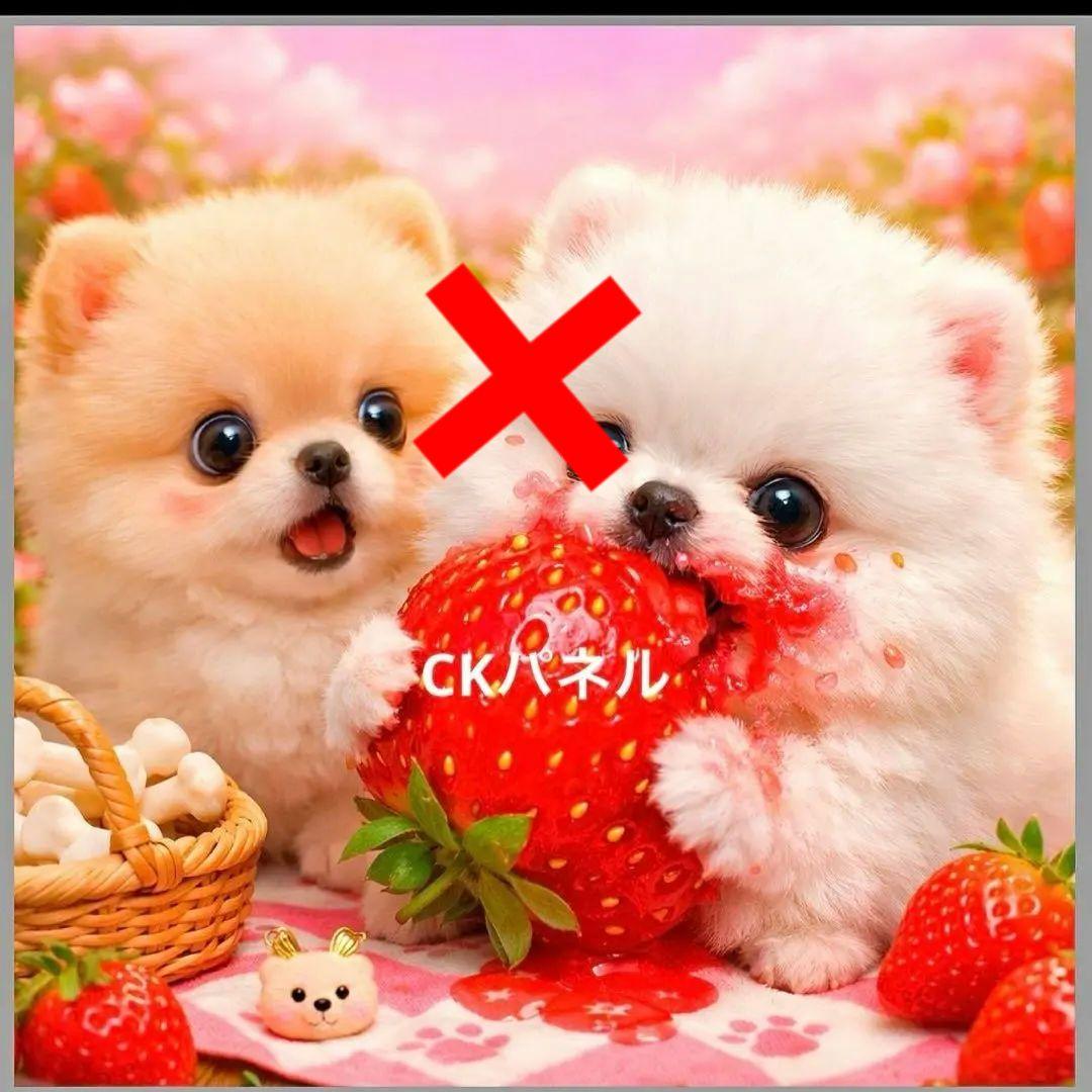 激レアいちごがぶり柴犬、ダックス、パグ、ポメラニアン、チワワ