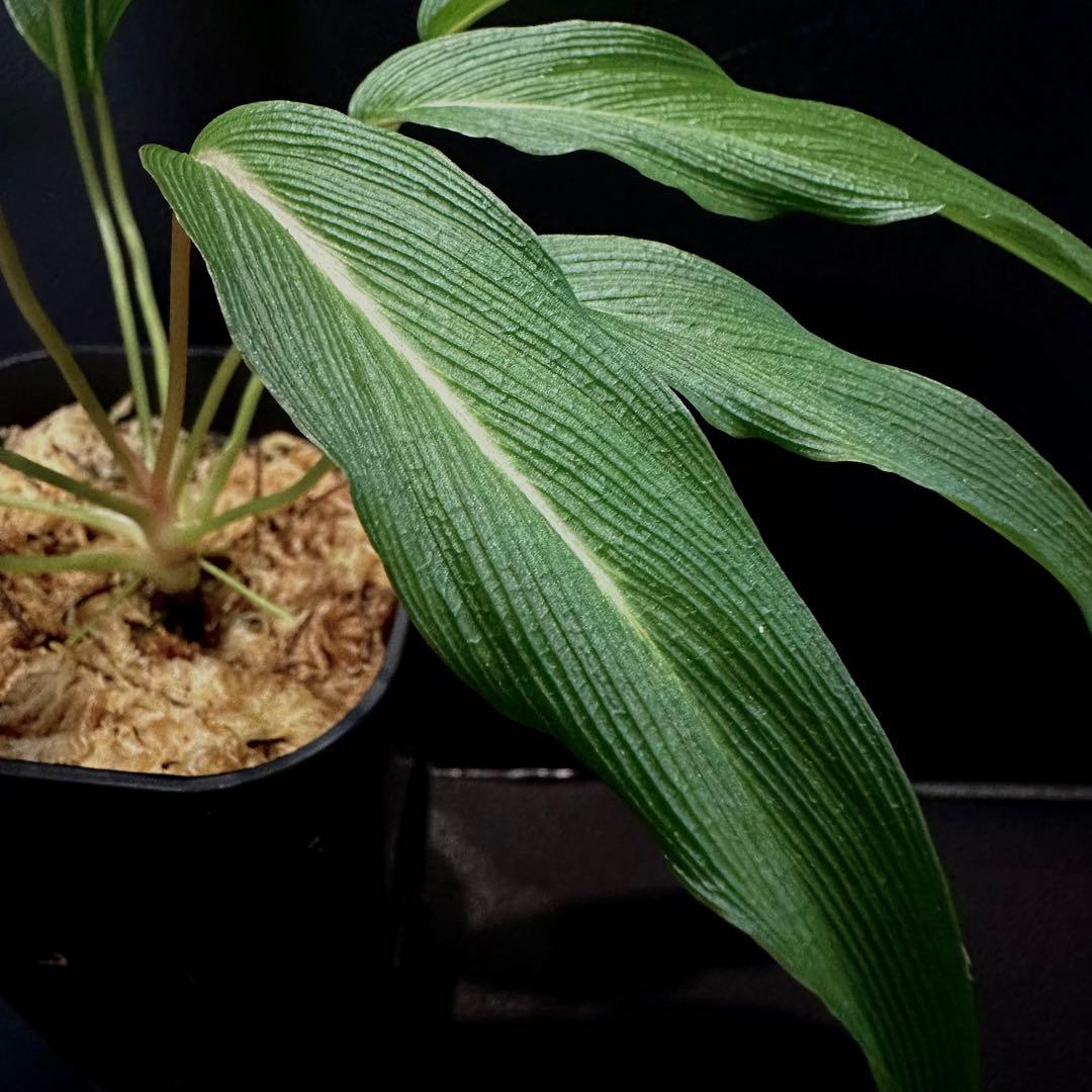 ホマロメナ パプア Homalomena sp. West Papua KZT便 - メルカリ