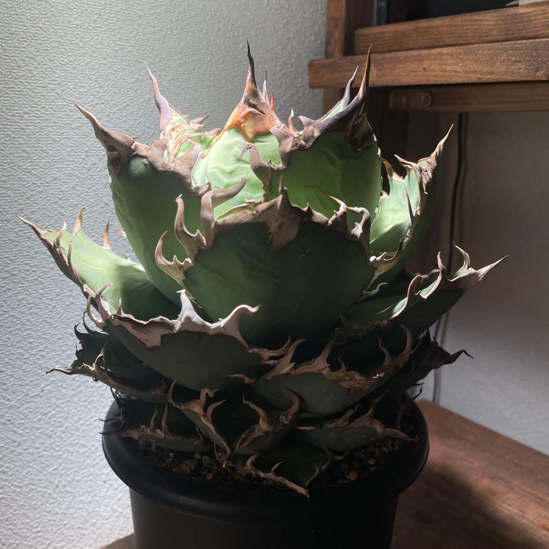 アガベチタノタ　シーザー