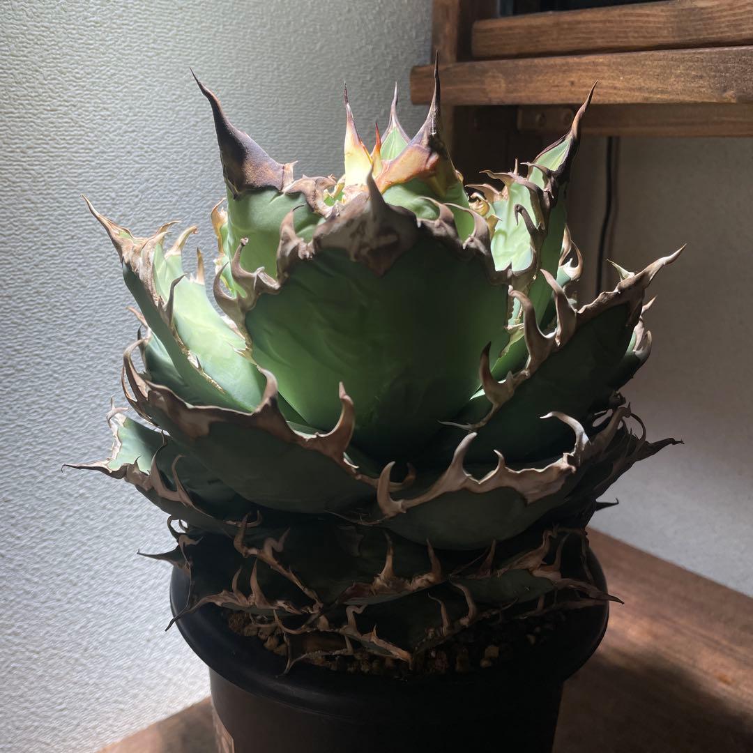 アガベチタノタ　シーザー