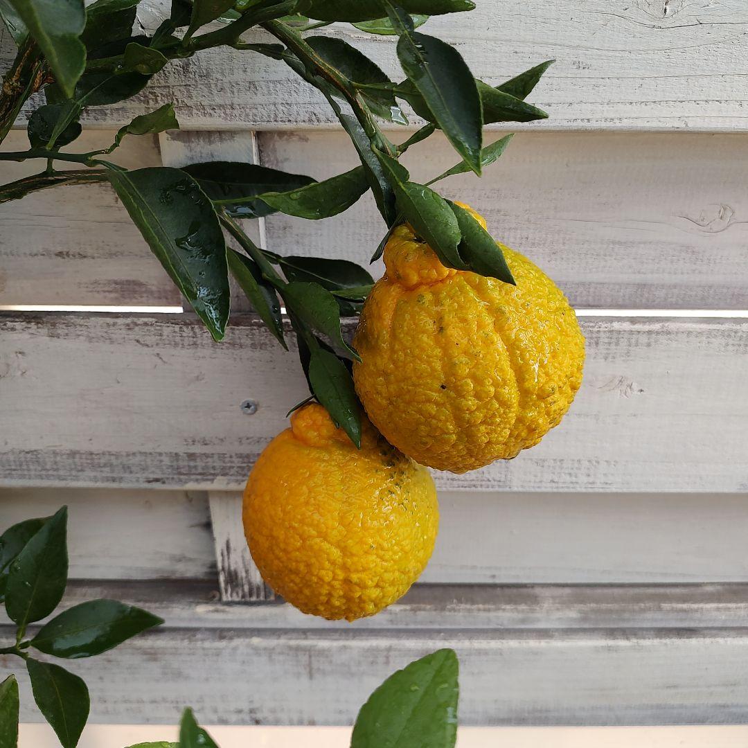 不知火 3年生 実つき！