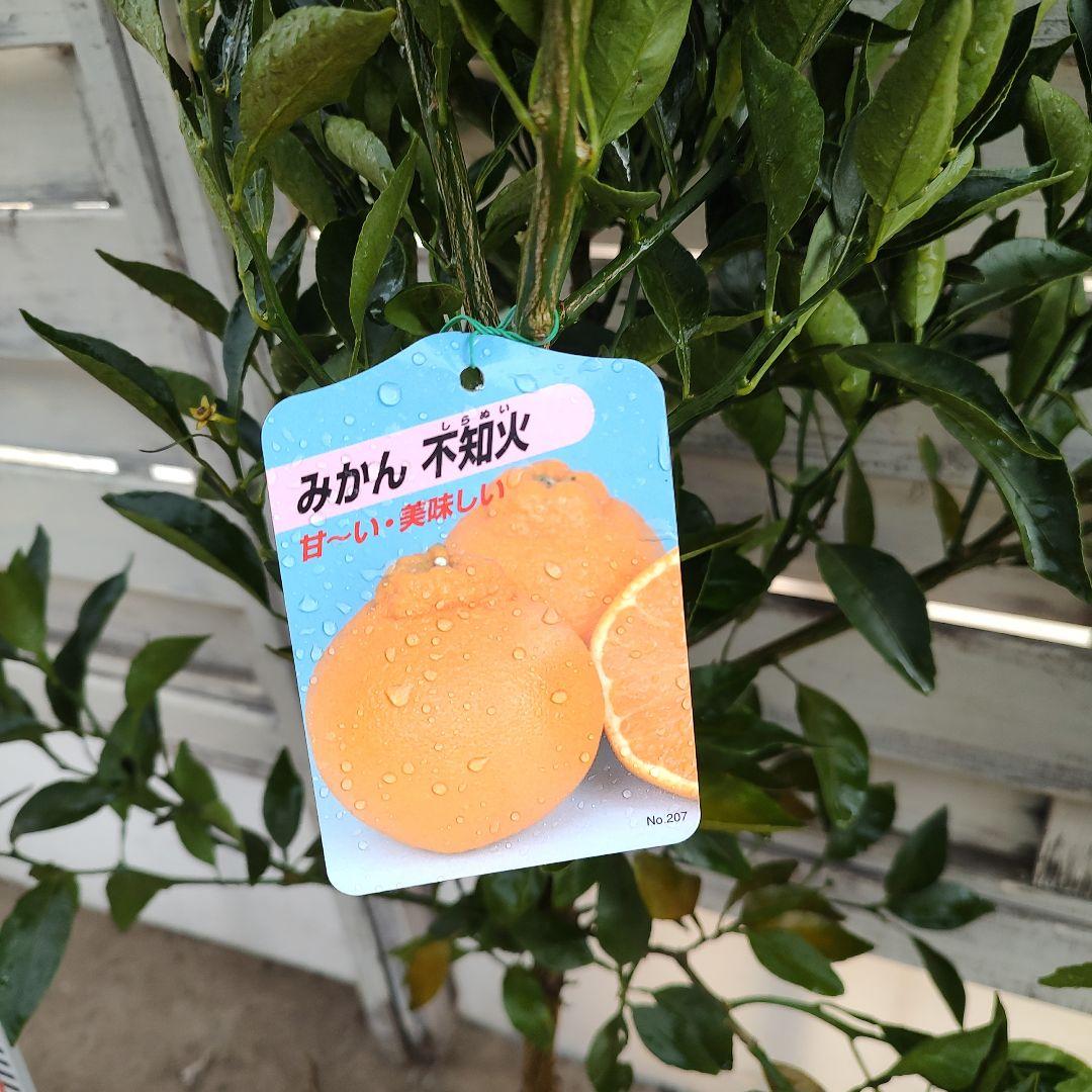 不知火 3年生 実つき！