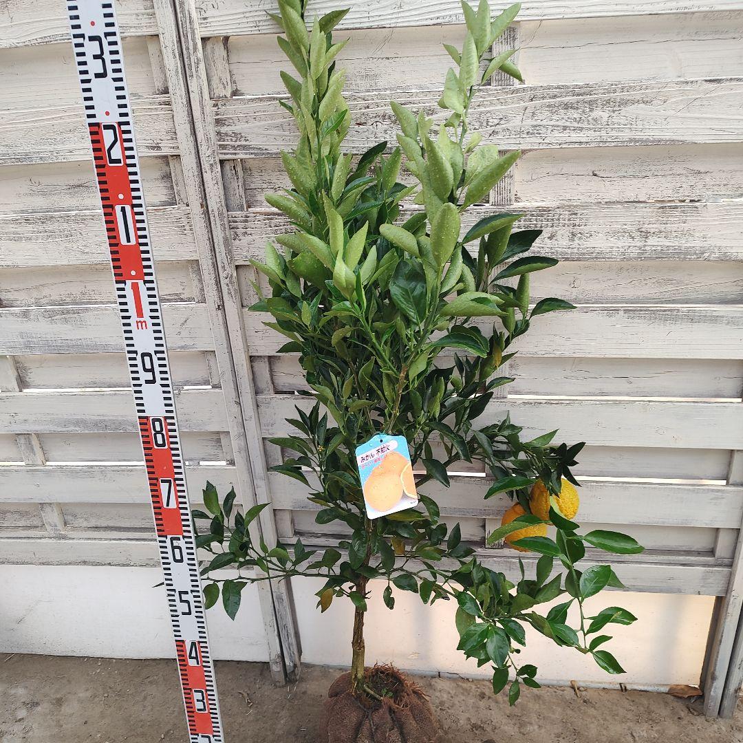 不知火 3年生 実つき！