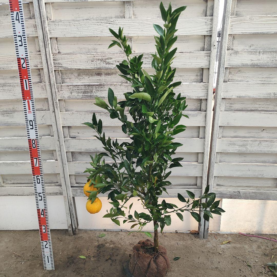 不知火 3年生 実つき！