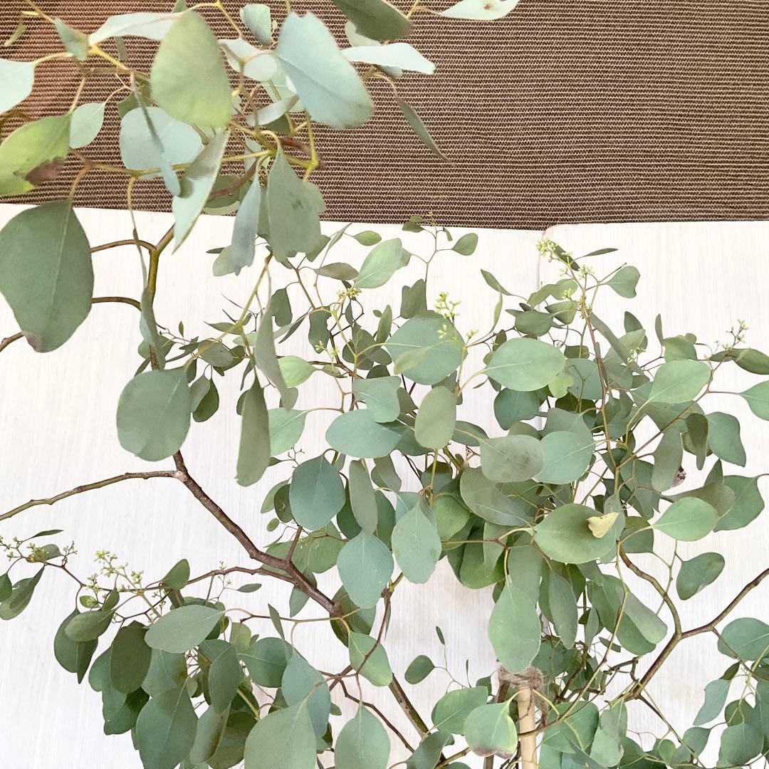 ポポラス　ポポラスベリー　/ 543