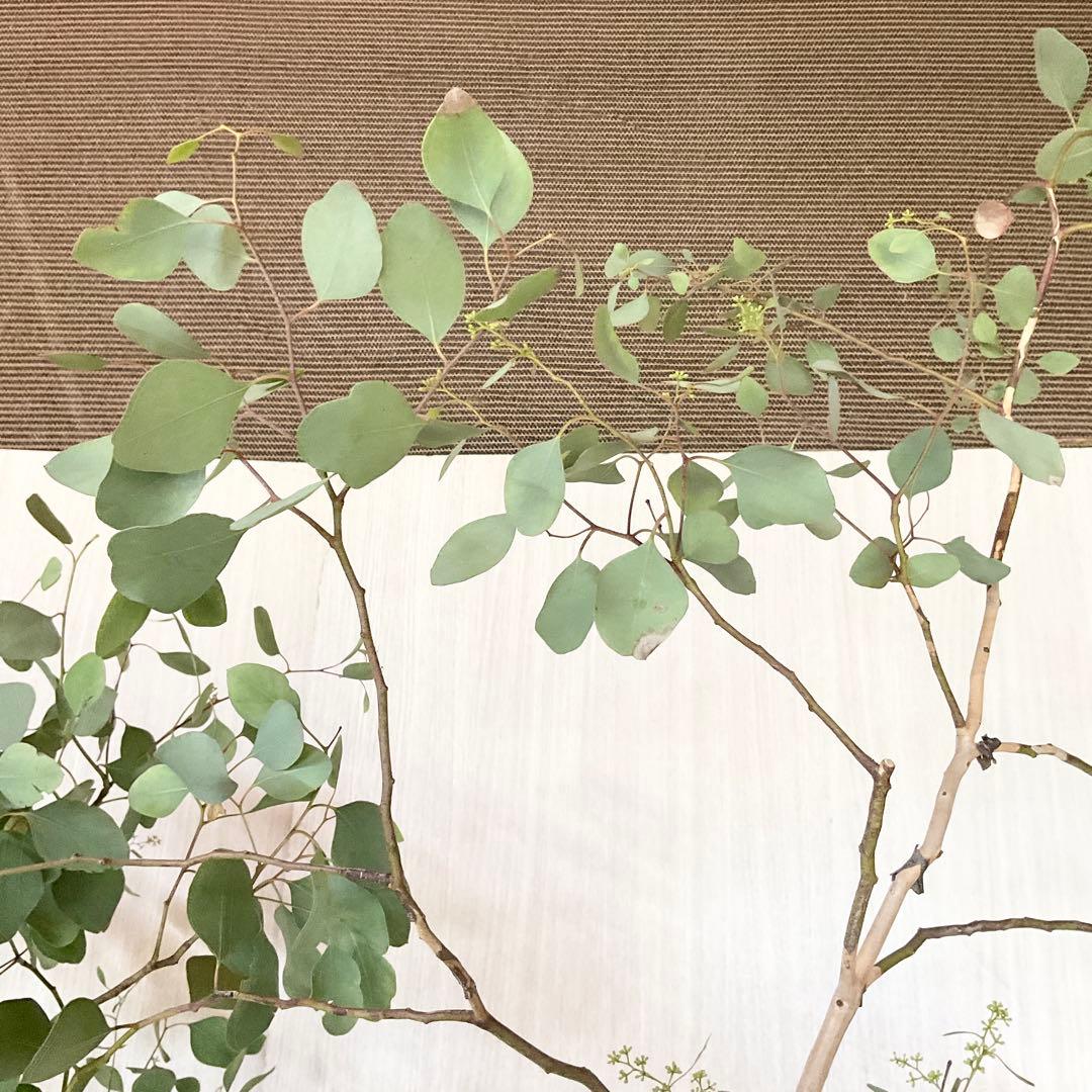 ポポラス　ポポラスベリー　/ 543