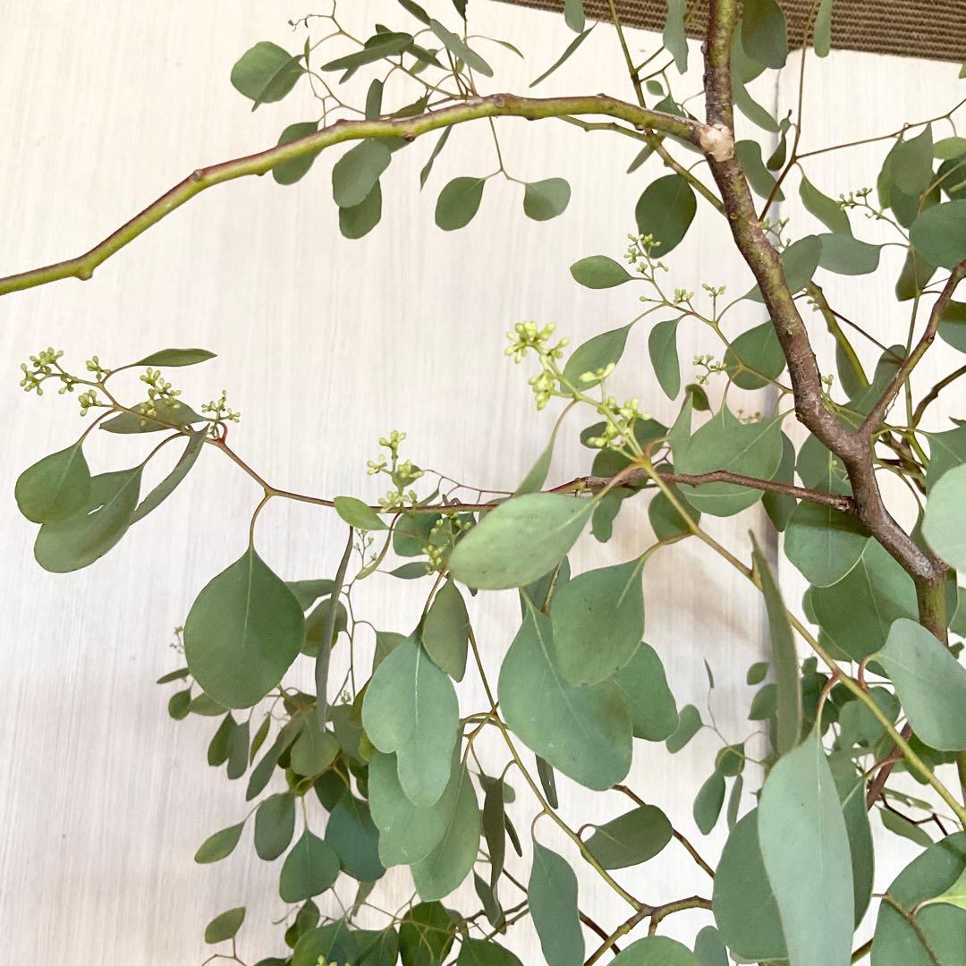 ポポラス　ポポラスベリー　/ 543