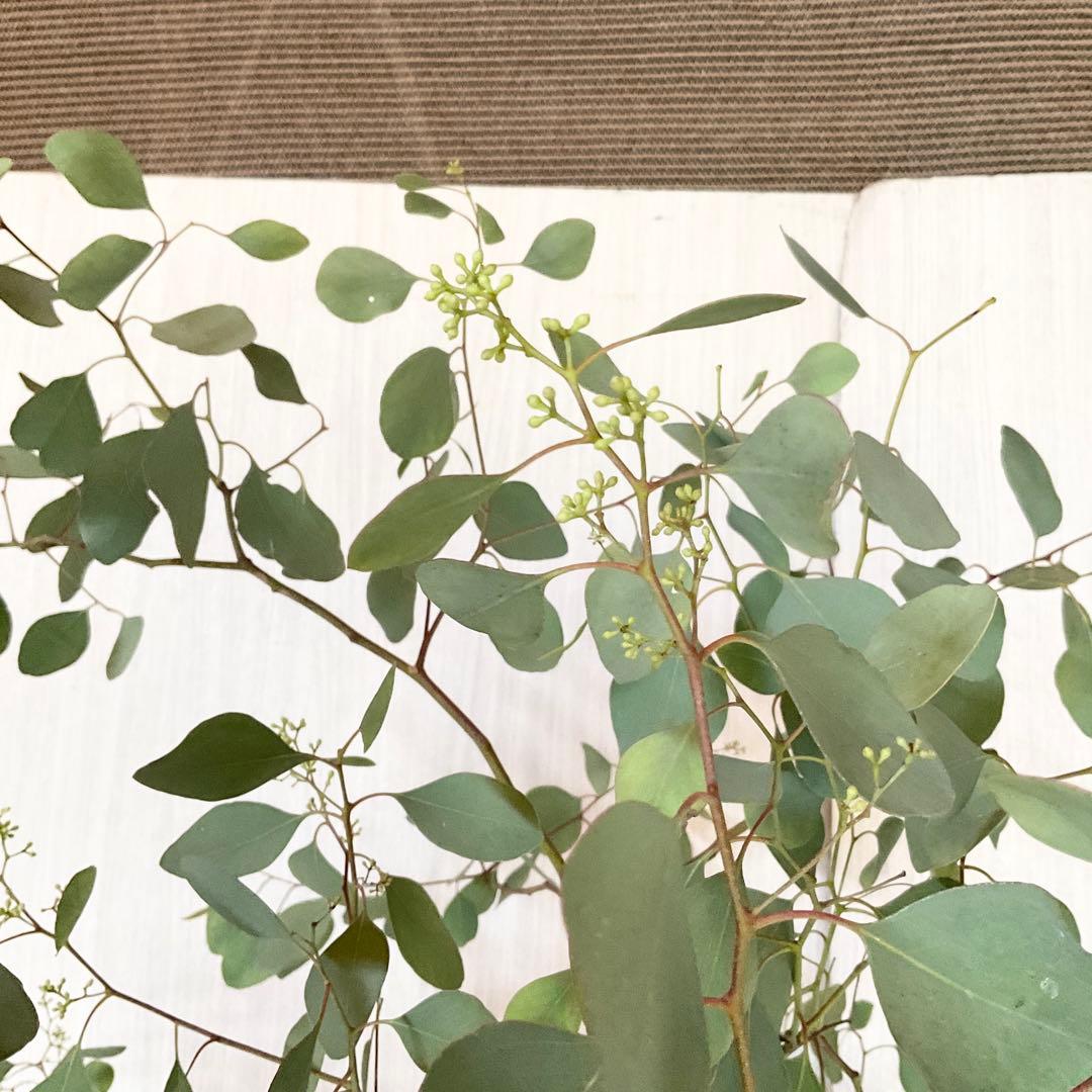 ポポラス　ポポラスベリー　/ 543