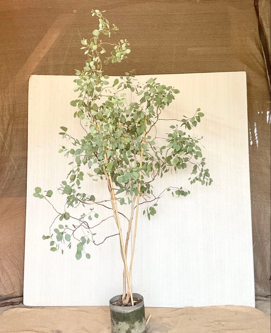 ポポラス　ポポラスベリー　/ 543