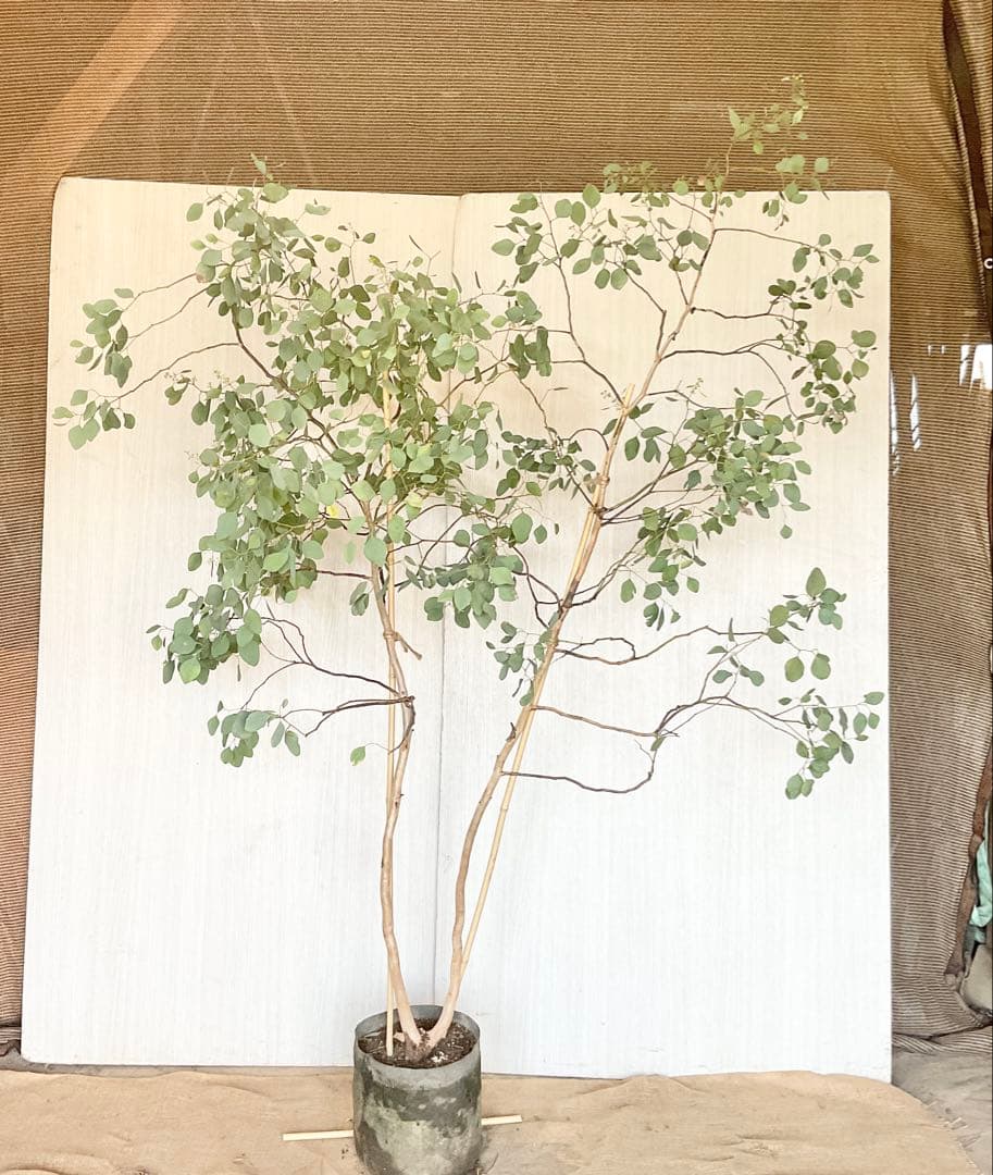 ポポラス　ポポラスベリー　/ 543