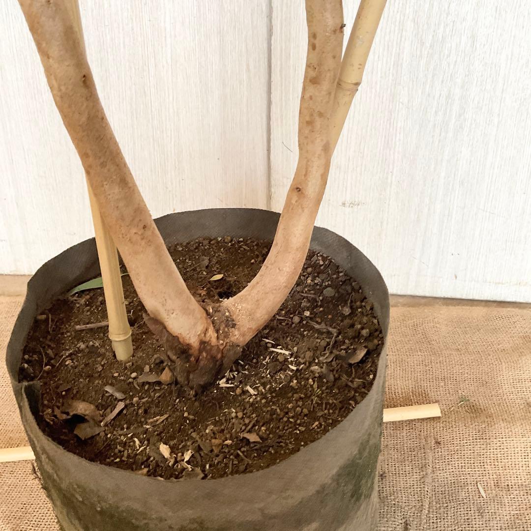 ポポラス　ポポラスベリー　/ 543