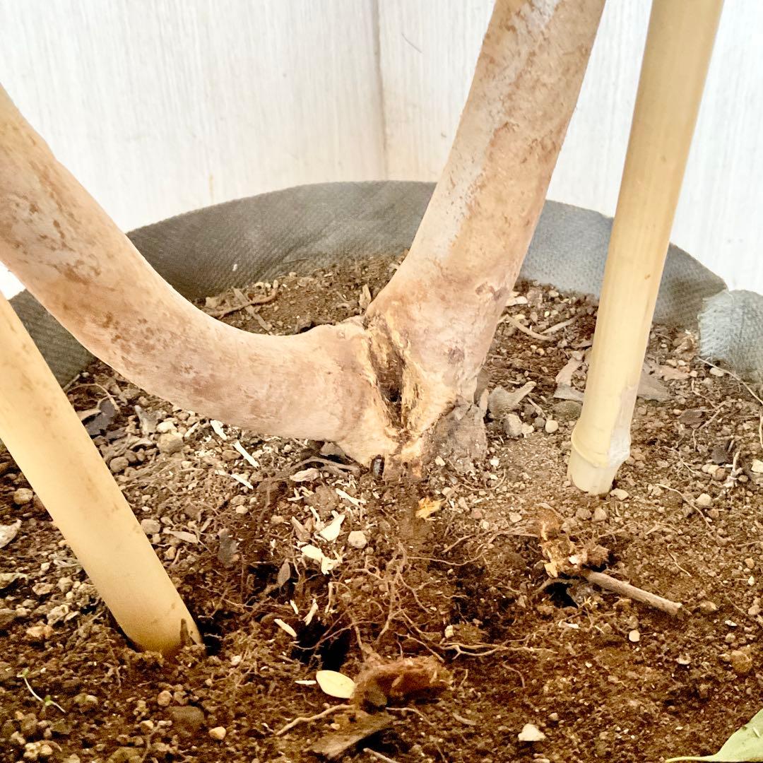 ポポラス　ポポラスベリー　/ 543