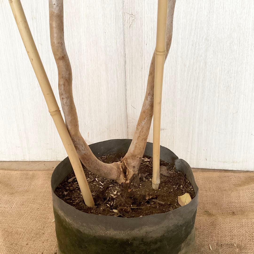 ポポラス　ポポラスベリー　/ 543