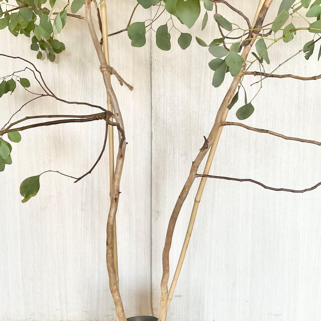 ポポラス　ポポラスベリー　/ 543