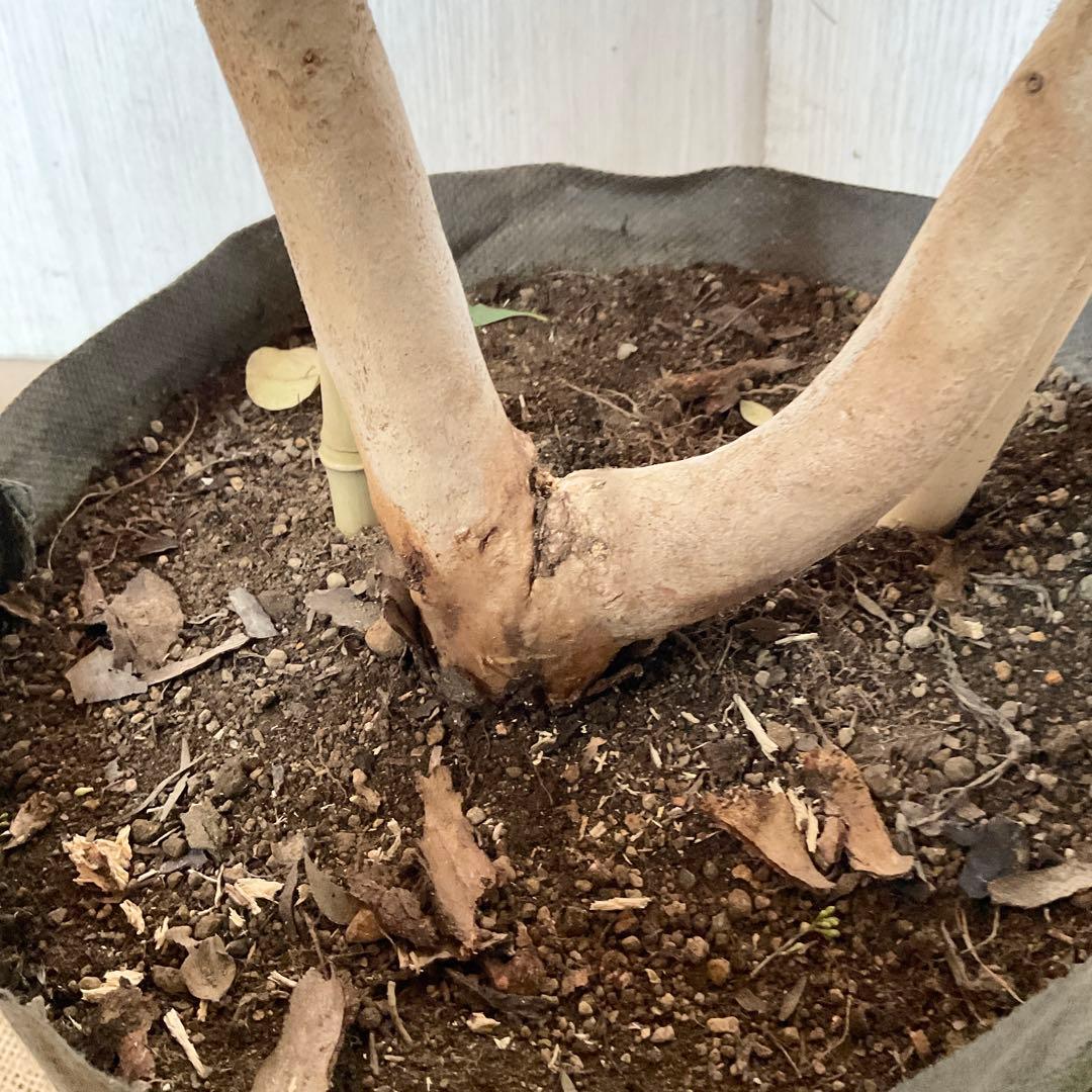 ポポラス　ポポラスベリー　/ 543