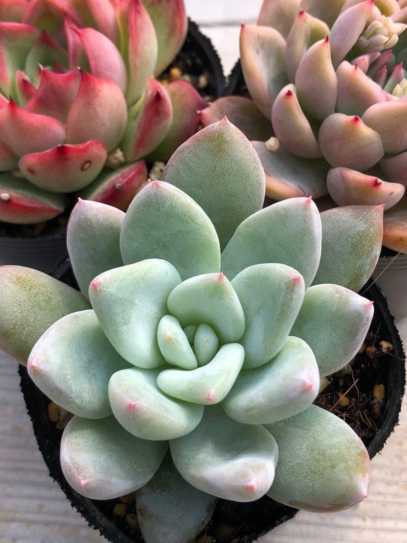 多肉植物 ロウルサンコ苗♡抜き苗セット - メルカリ