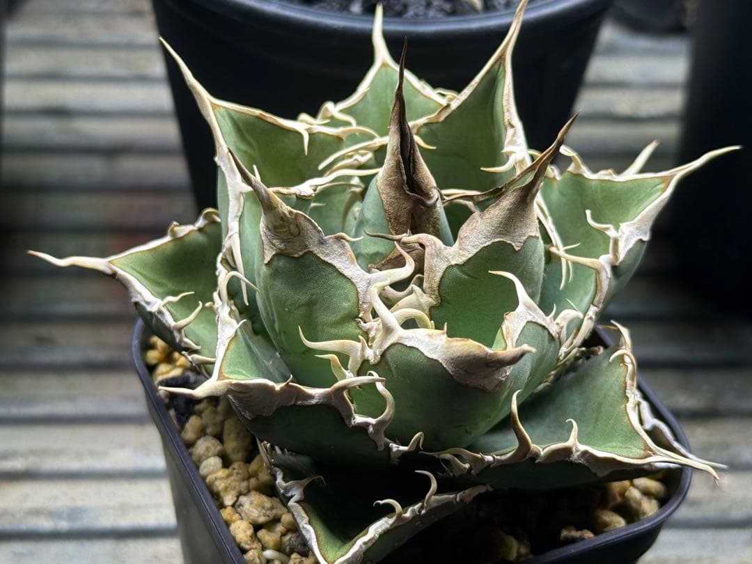 アガベ オテロイ実生株 2024