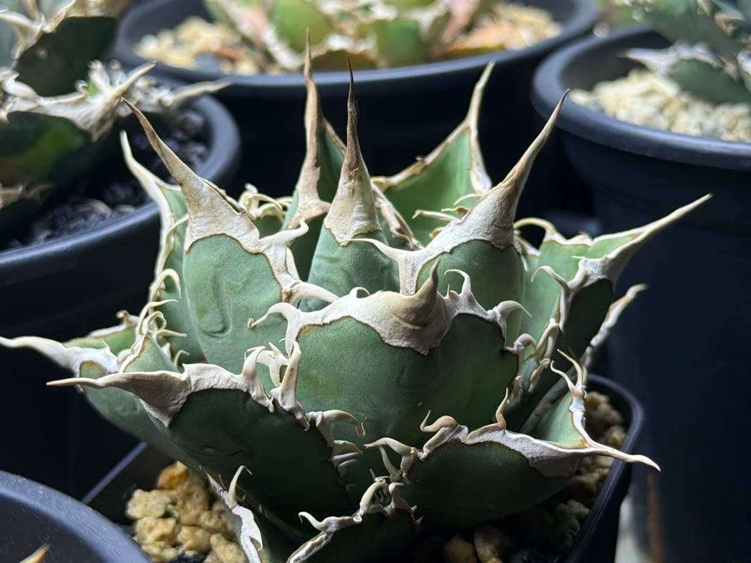 アガベ オテロイ実生株 2024