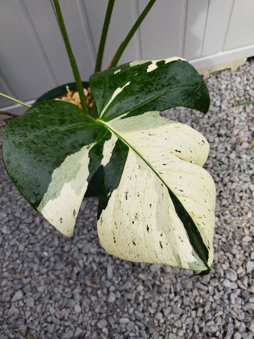 斑入りモンステラC1 マスターピース デリシオーサ 鉢ごと発送 - メルカリ